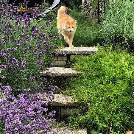 Feichterhof Appartement *