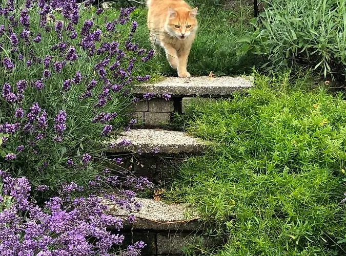 Feichterhof Lejlighed *